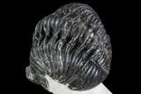 Bargain, Enrolled Pedinopariops Trilobite - Mrakib, Morocco #110663-4